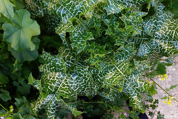 Can You Call This a Weed? 2