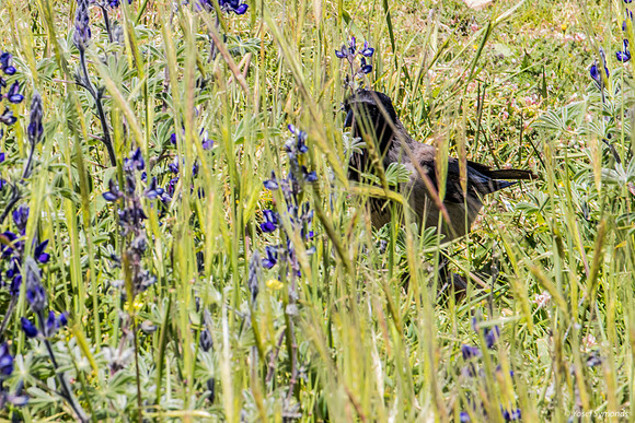 Crow Hiding Amongst the Lupins 220328-3