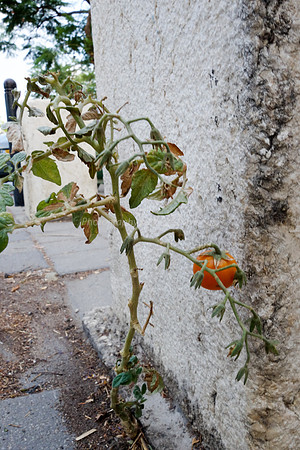 Cracks Can Produce Food 2