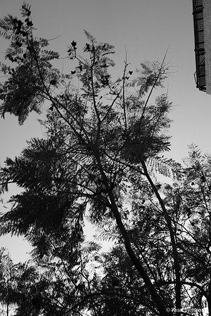 Jacaranda in Winter - Feather Leaves