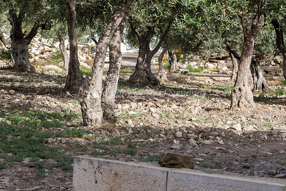 160515-HarHabayit-6413