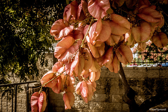 Park Ayalon Tangerine Petals 65