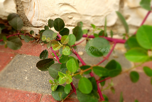 Life Through Cracks 2