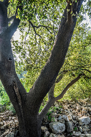 Givat ha Yekavim 7