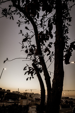 Tree on Hayarkon 181218-1