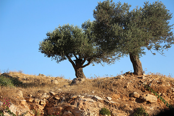 Olive Trees Overlooking Derech Hevron 2
