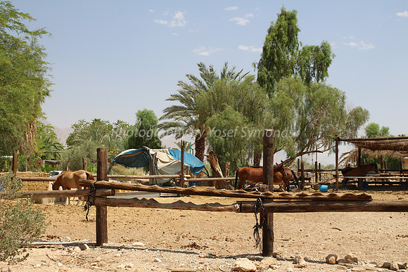 Kibbutz Samar with Horse Enclosure in Background - 2