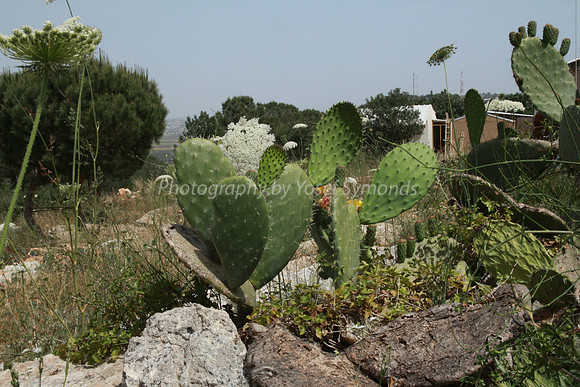 Cactus on Maoz Tzvi