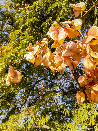 Textured Tan Bougainvillia Leaves