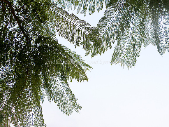 Feather Leaves and Pods Close Up 1