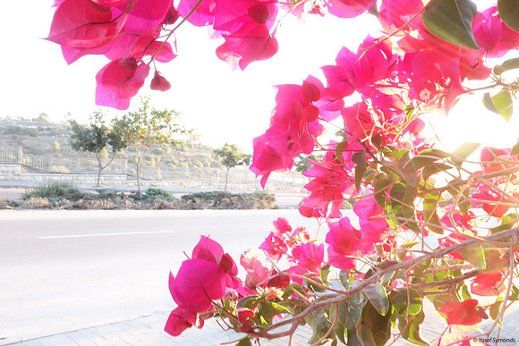 Red Bougainvillea with Backlighting 5