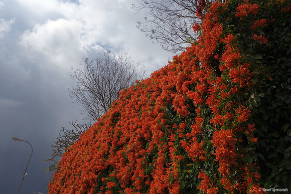 MassiveOrange Hedge RBSA 2