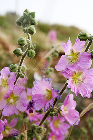 Pink Hollyhock Flower 9