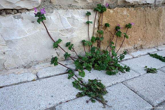 Beauty Emerging from Cracks