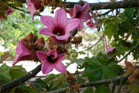 Depth Of Field-Pink Flowers 1