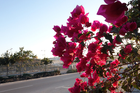 Red Bougainvillea with Backlighting 1