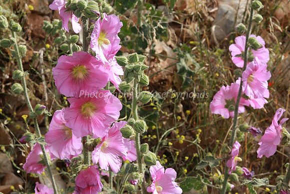 Pink Hollyhock Flower 1