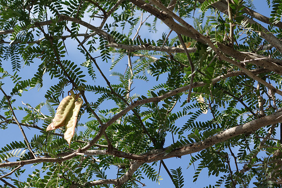 Tree with Seed Pods 1