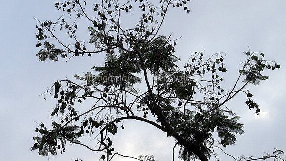 Feather Leaves and Pods 3