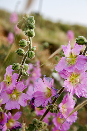 Pink Hollyhock Flower 10