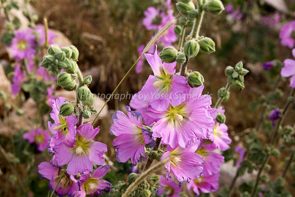 Pink Hollyhock Flower 5
