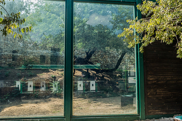 Reflection - Train In a Cage 220918-1
