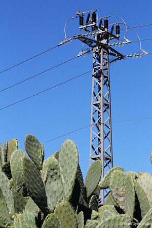 Cactus Divide - Nature from Technology