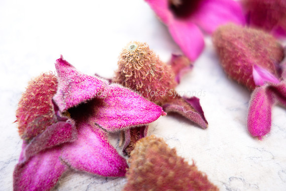 Depth Of Field-Pink Flowers 6