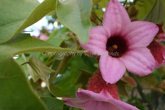 Depth Of Field-Pink Flowers 8