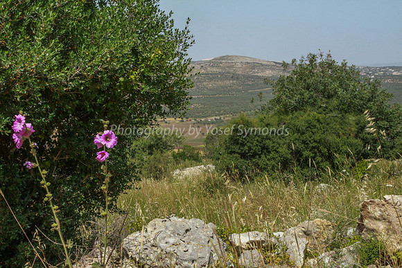 Maoz Tzvi High Point