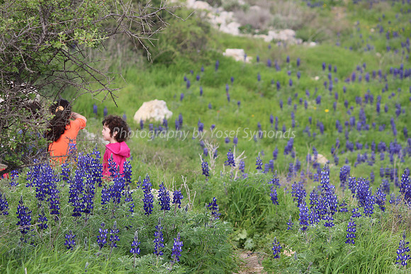 Children on Lupin Hill
