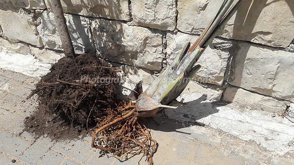 Uprooted 2