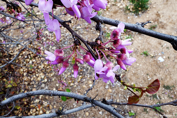 Spring Emerging - Ayalon Park