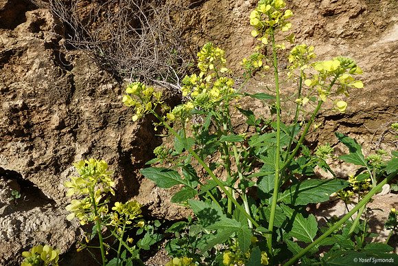 Can You Call This a Weed? 1