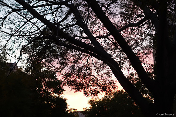 Sunset RBSA 1