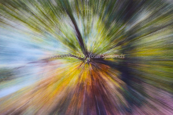 Forest Twilight 4