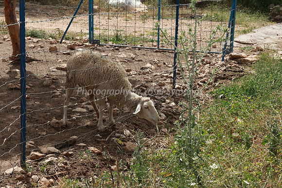 Sheep 3