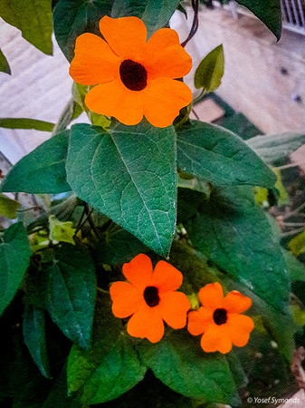 Black-eyed Susan Vine 4