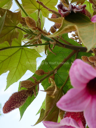 Depth Of Field-Pink Flowers 2