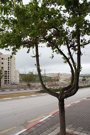 Hayarkon Boulevarde