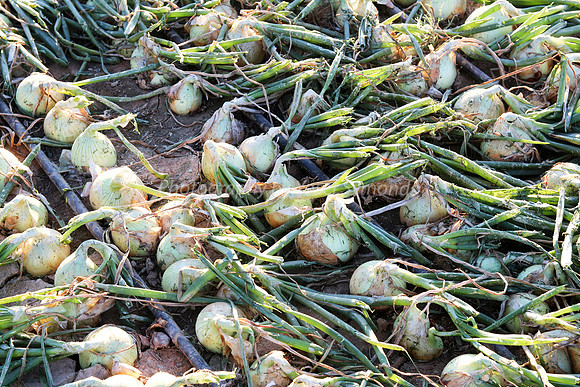 151206-OnionFarming_Eilat-9999_4-2