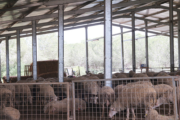 Sheep 2