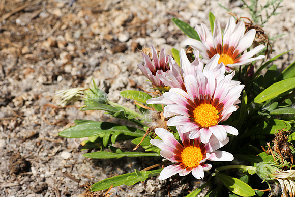 White-Yellow-Red Gazania