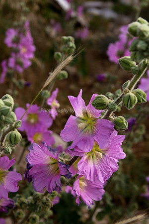 Pink Hollyhock Flower 6