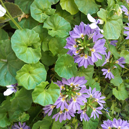 Purple Flowers 170709 -1