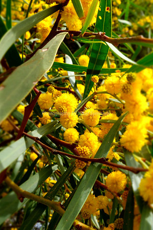 Wattle 1