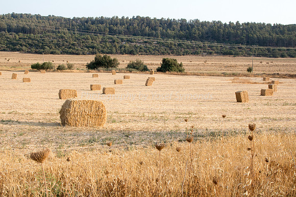 Haystacks Spread in Field 170721-26