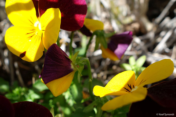 Pansies 1