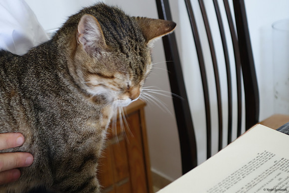 Cat with Affinity to Gemorrah 5