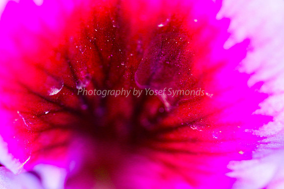 170414-CactusGarden-9999_63-2